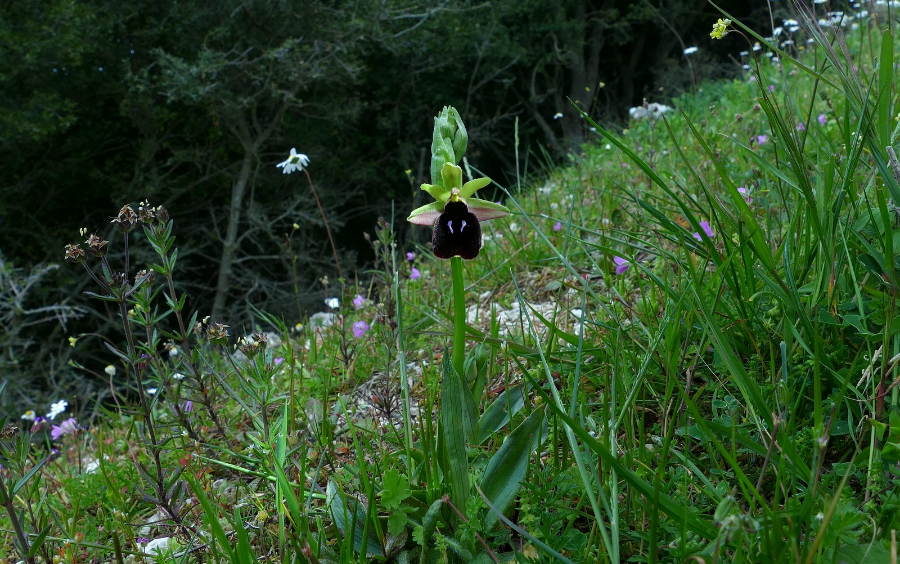 P1640338.JPG