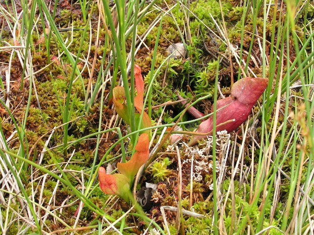 FLOR-06-021.JPG