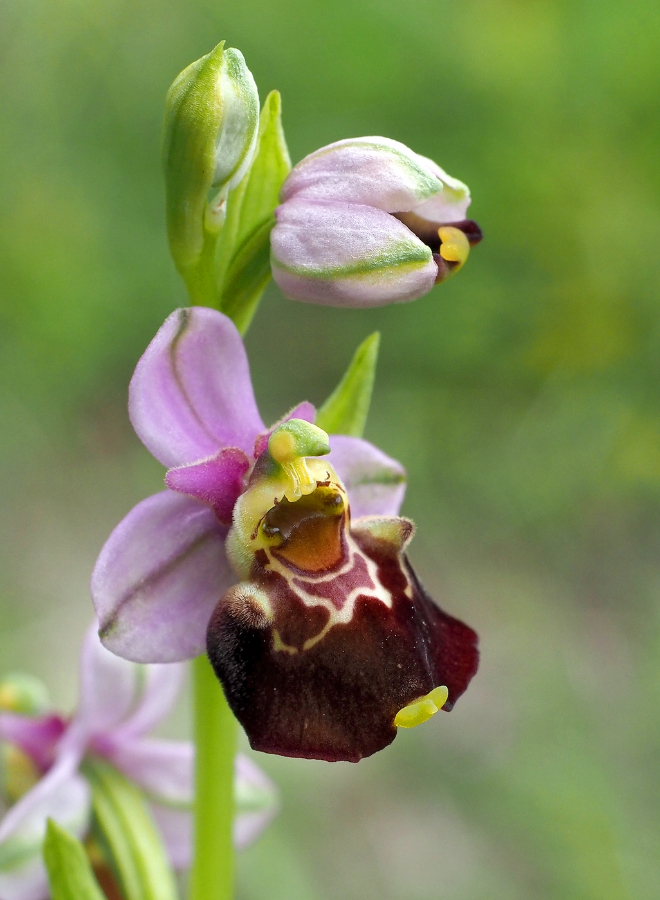 O. holoserica Montchalon 17-06-19 (1).jpg