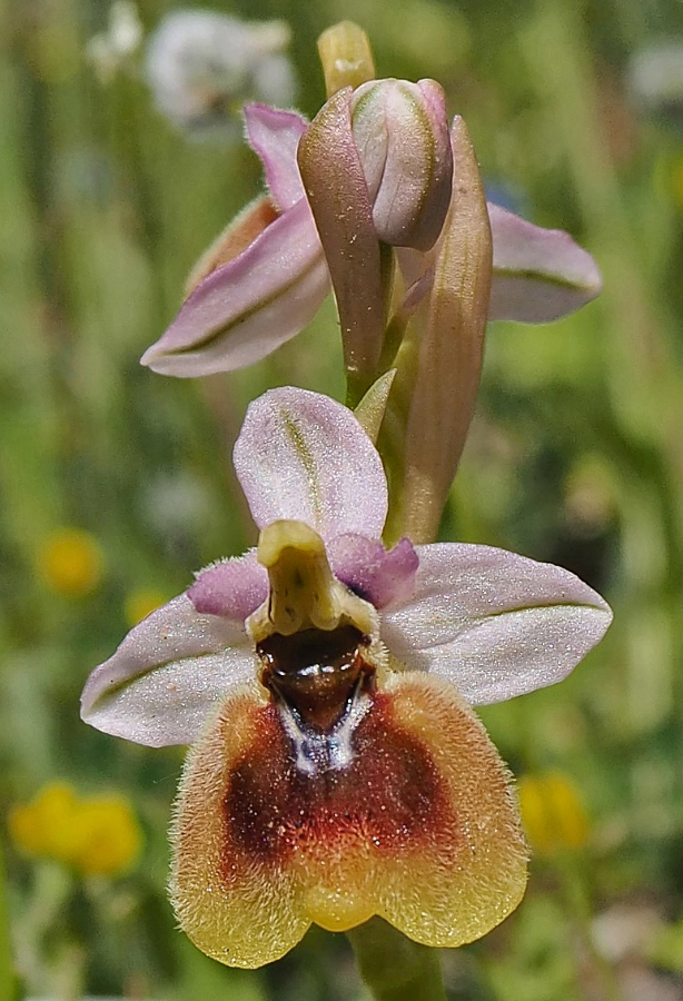 Sardinië_ophrys normanii of ophrys chestermanii.jpg