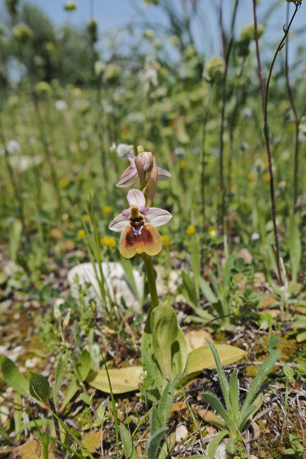 Sardinië_ophrys normanii.jpg