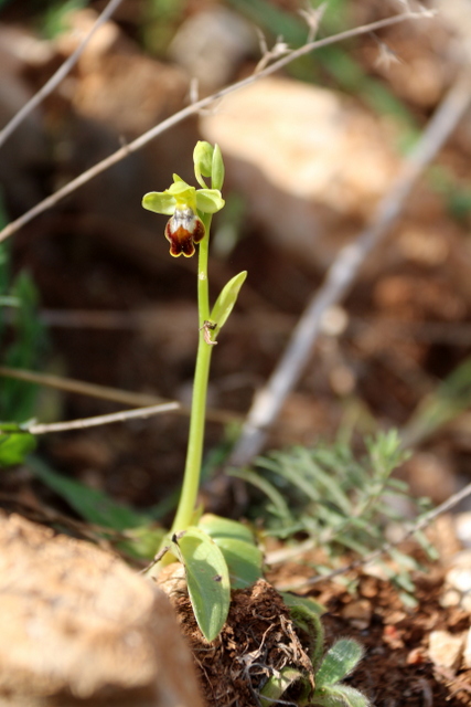 Ophrys fusca Lliber 2020-03-014.JPG