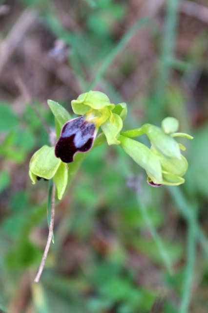 Ophrys fusca Lliber 2020-03-015.JPG