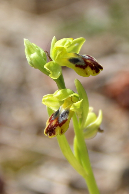 Ophrys fusca Lliber 2020-03-016.JPG