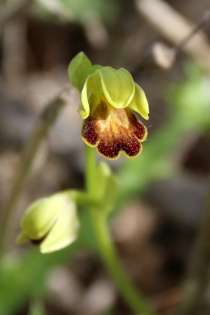 Ophrys fusca Lliber 2020-03-017.JPG