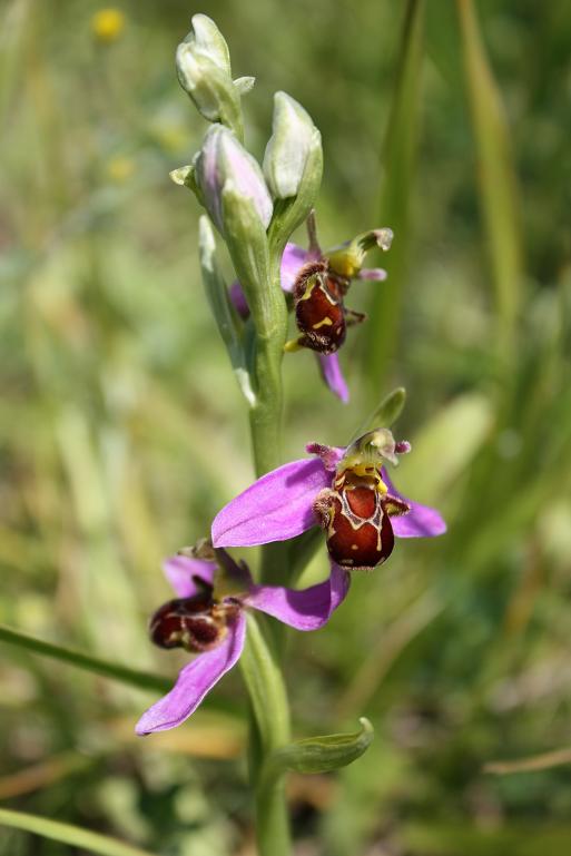 24-05-09 Ophrys Apifera 005.JPG