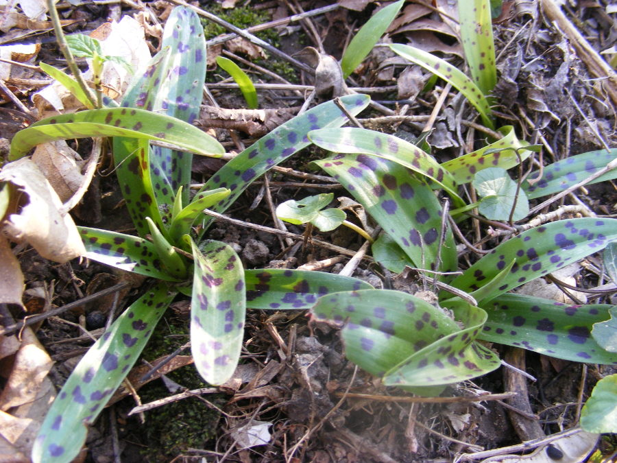 DSCF9140.JPG