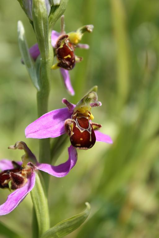 24-05-09 Ophrys Apifera 012.JPG
