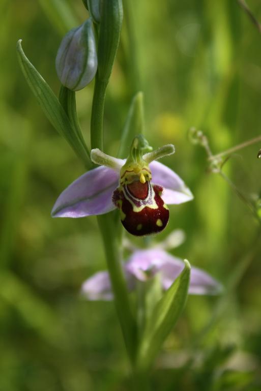 24-05-09 Ophrys Apifera var. Aurita 003.JPG