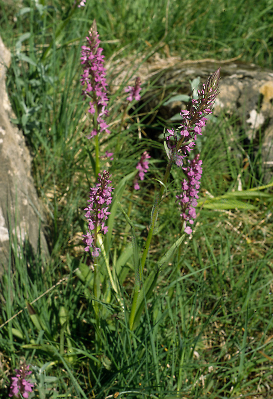 diascan, Pyreneeën 2005.