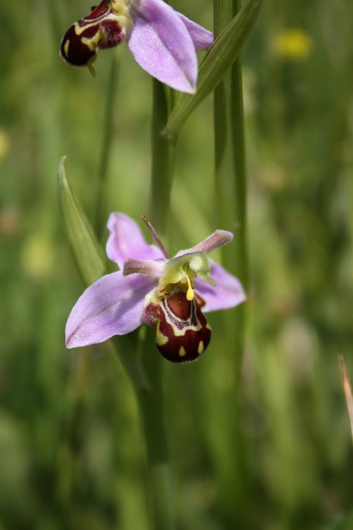 24-05-09 Ophrys Apifera var. Aurita 008.JPG