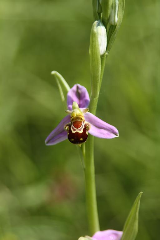 24-05-09 Ophrys Apifera var. Apifera 090.JPG