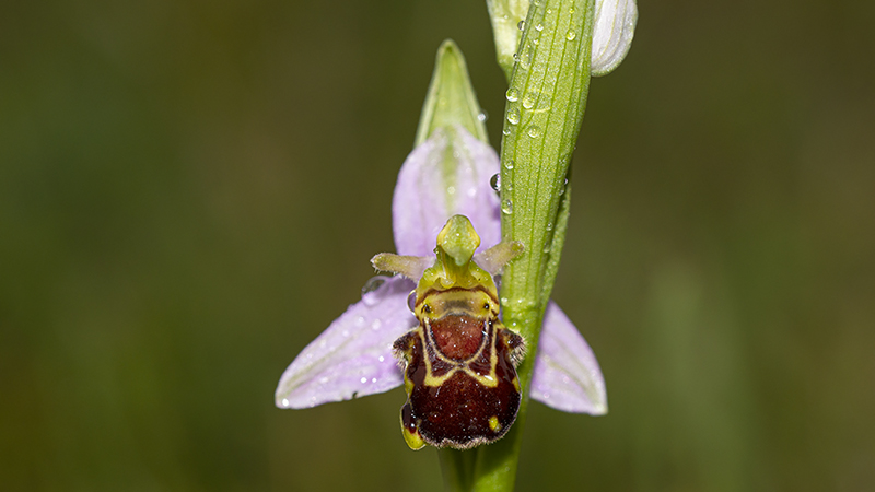 Bijenorchis-HFD-24-05-20-2-kl.jpg