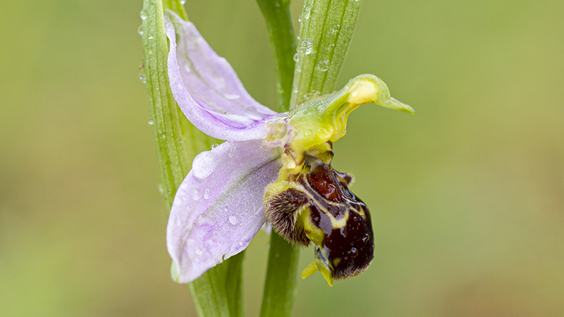 Bijenorchis-HFD-24-05-20-3-kl.jpg