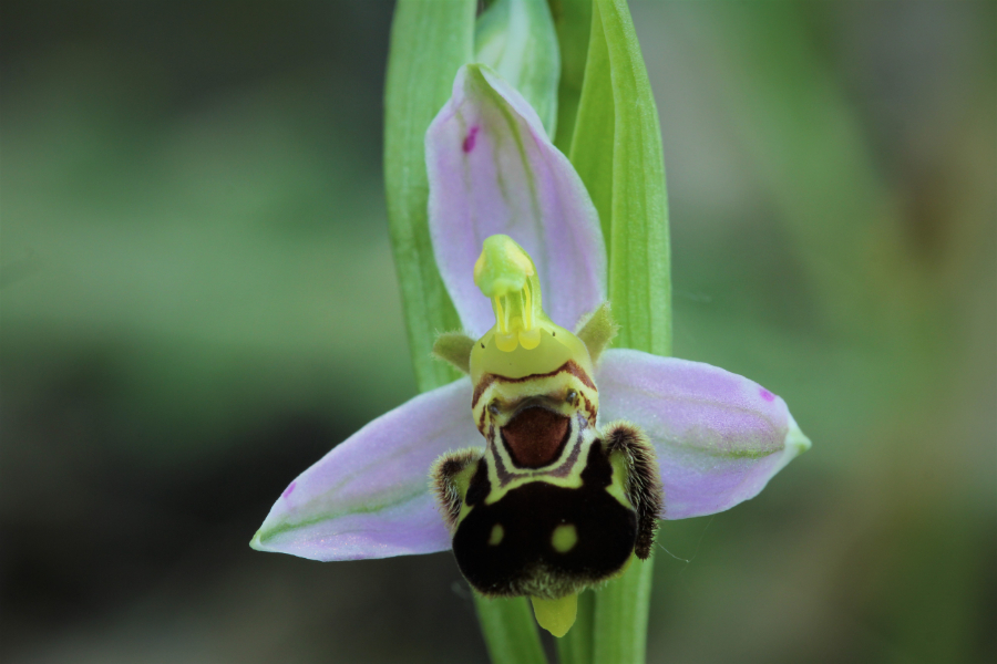 apifera.jpg