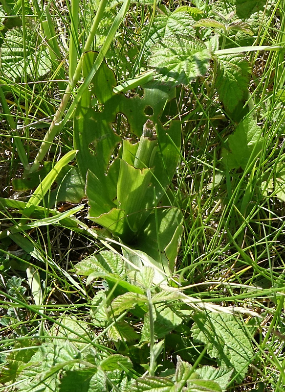 soldaatje met afgevreten(?) bloeiwijze