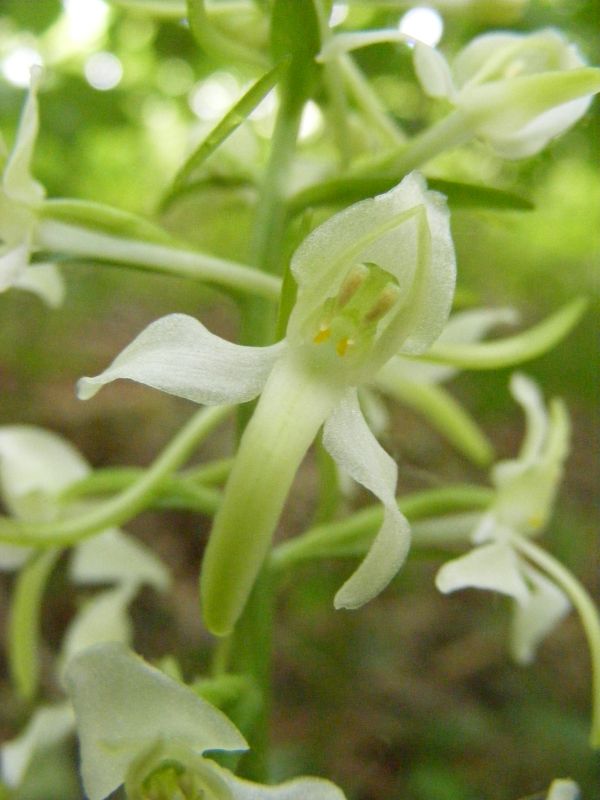 DSCF0630.JPG