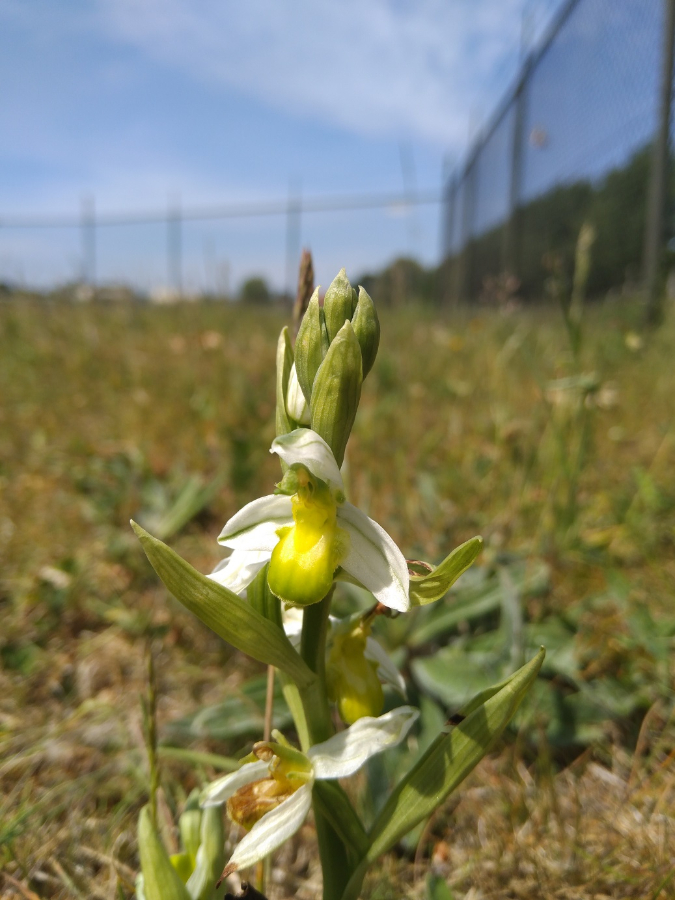 20200526 Hypochrome Ophrys apifera 3.jpg