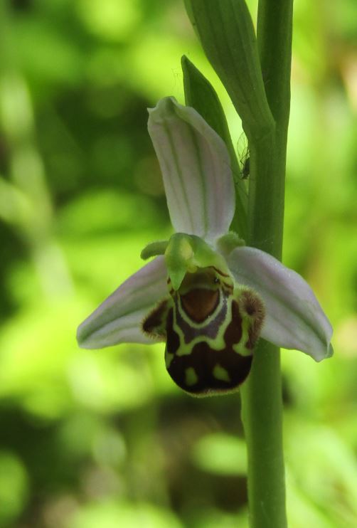 bijenorchis 27-05-2020.JPG