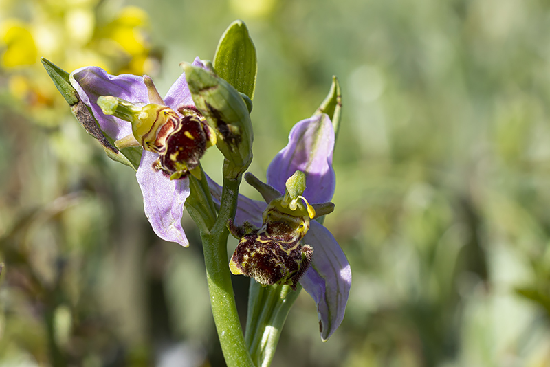 Bijenorchis-IJM-30-05-20-2.jpg
