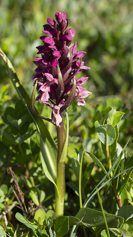Steenrode_orchis-IJM-30-05-20-3.jpg