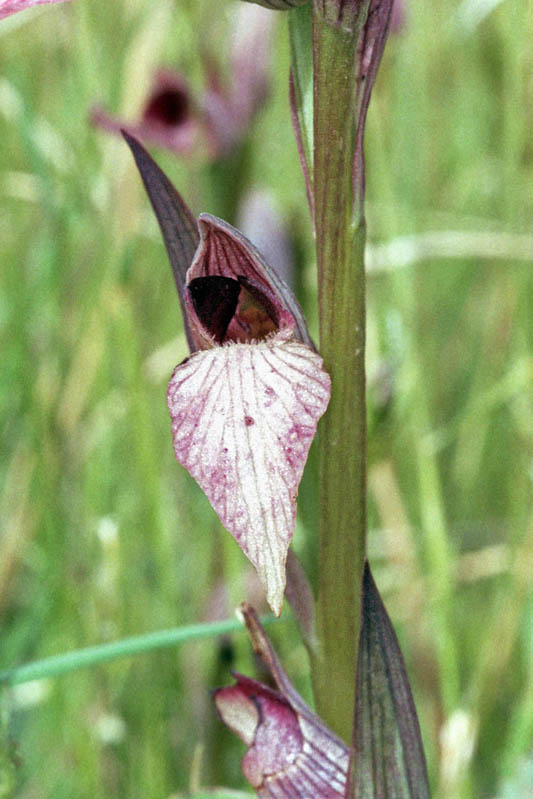 Serapias_Cors_01.jpg