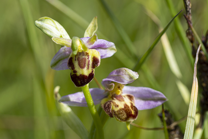 Bijenorchiis-13-06-20-3-kl.jpg
