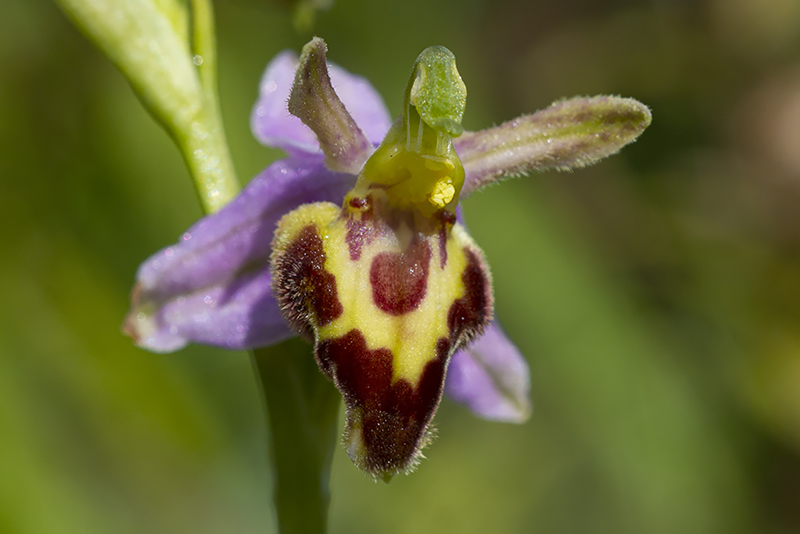 Bijenorchiis-13-06-20-4-kl.jpg