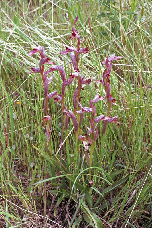 Serapias_Cors_03.jpg