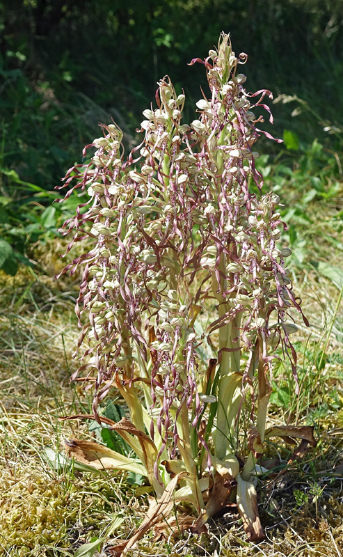 DSC02984-kl.jpg