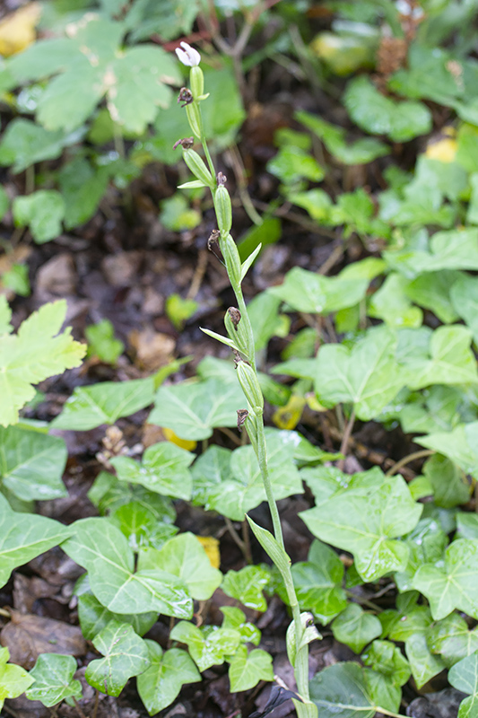Bijenorchis-HFD-05-07-20-1.jpg