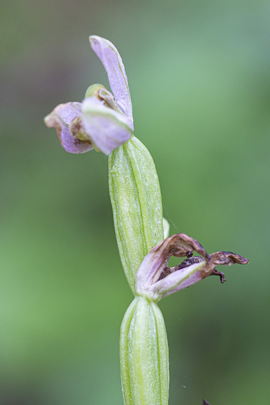 Bijenorchis-HFD-05-07-20-2.jpg