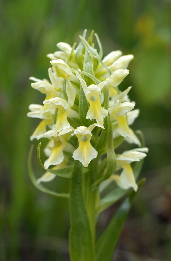 Dactylorhiza ochroleuca 6, Saxifraga-Hans Dekker.jpg