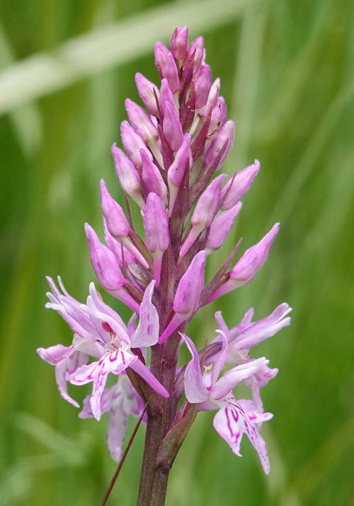 dactfuch x gymncono of dactfuch s. psychrofila_2.jpg