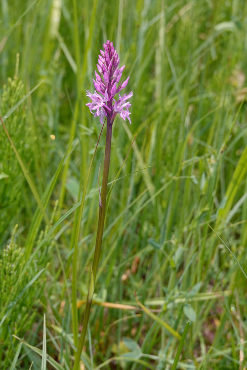 dactfuch x gymncono of dactfuch s. psychrofila_3.jpg