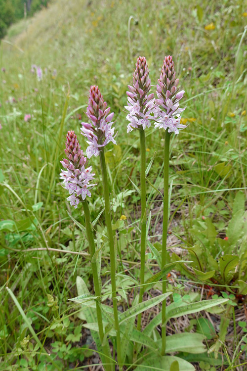 dactfuch s islandica.jpg