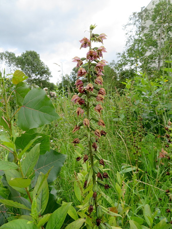 Bloementros IMG_5931a.JPG