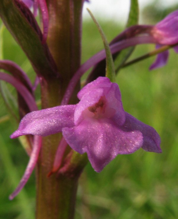 Muggen orchis Nismes.jpg