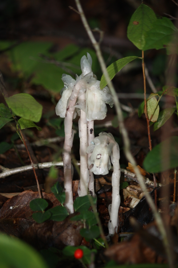 Monotropa uniflora-Indiaans pijpje-Croatan en Neus nationaal park (3).JPG