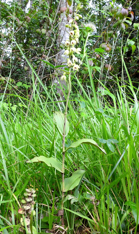 Epipactis 2