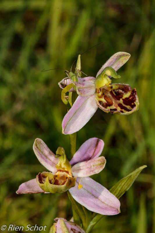 Ophrys apifera var. saraepontana (D13_0957).jpg