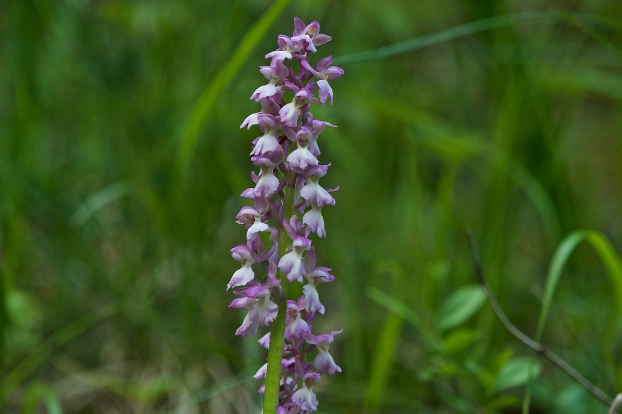 Gymnadenia.jpg