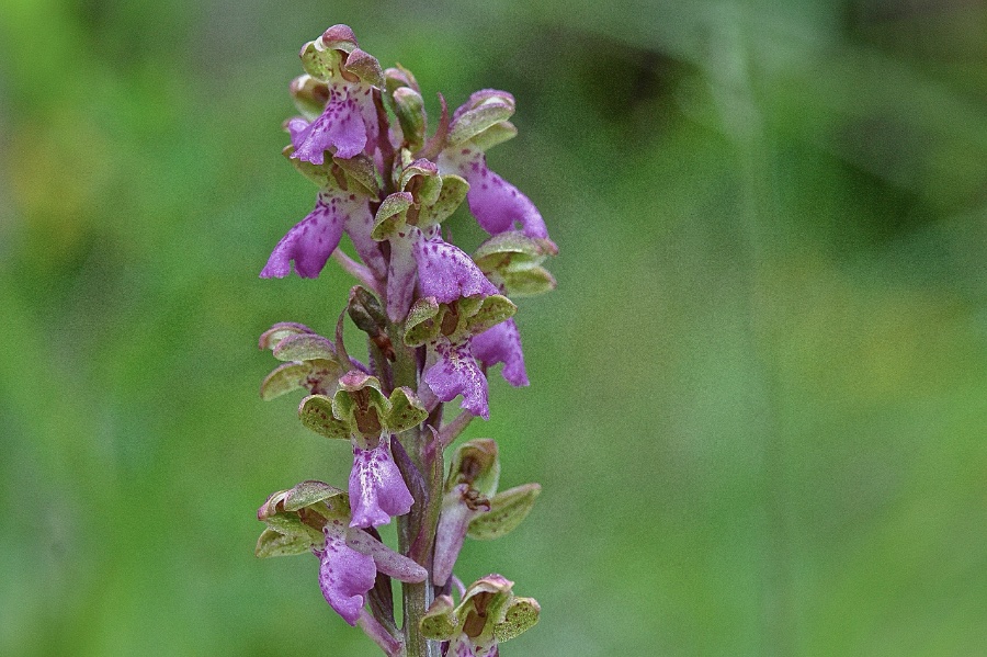 Orchis Spitzelii.jpg
