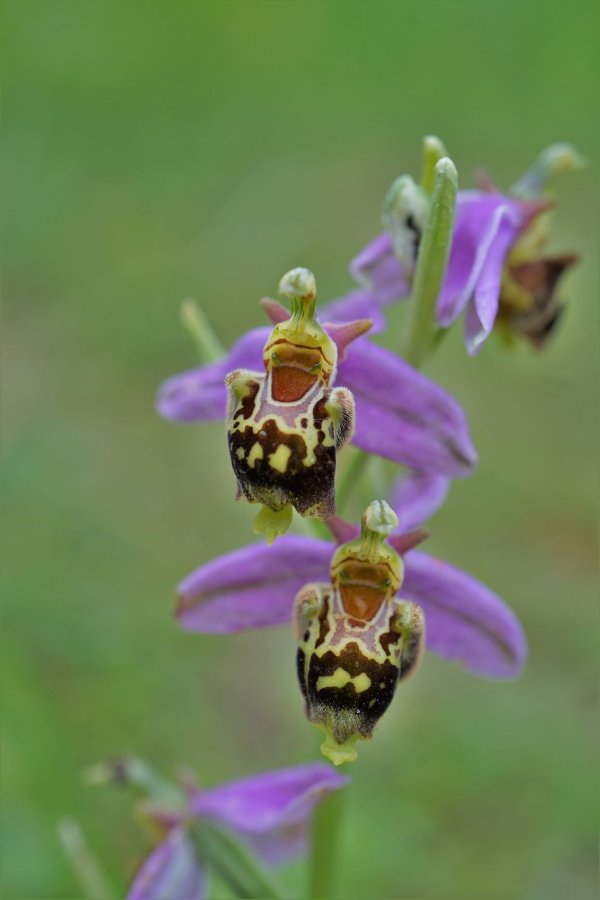 Foto 1 Ophrys xalbertiana