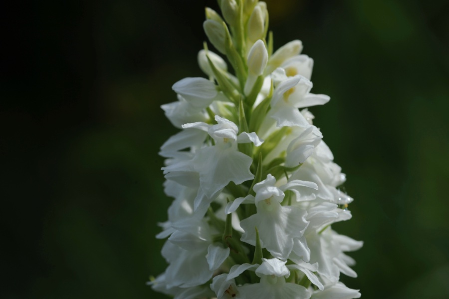 Dactylorhiza ariege2.jpeg