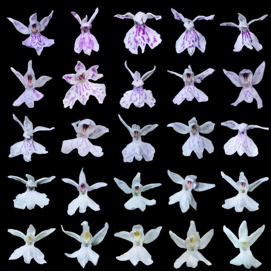 fuchsii_wolken.jpg