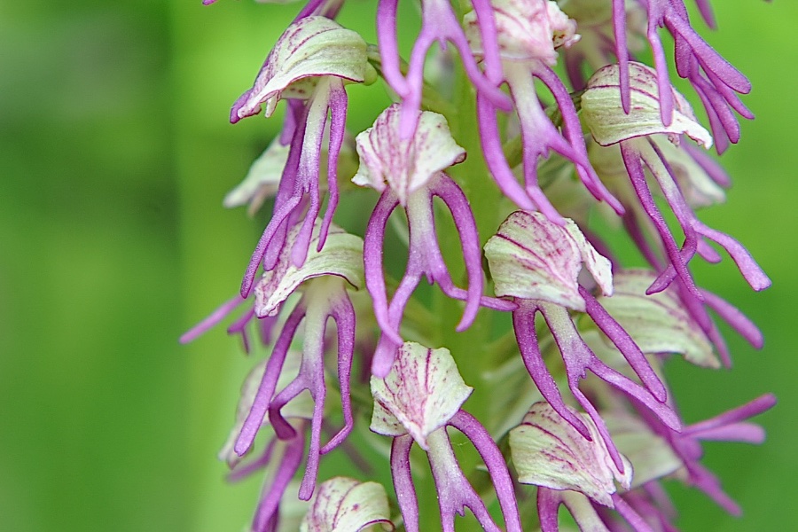 O.Anthropophora x Purpura.jpg