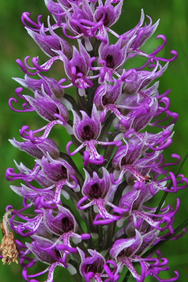 Orchis Simia x Purpura.jpg