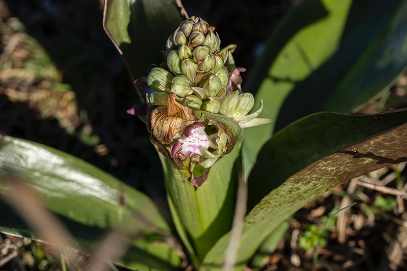 Hyacintorchis-HD-05-03-21-K.jpg