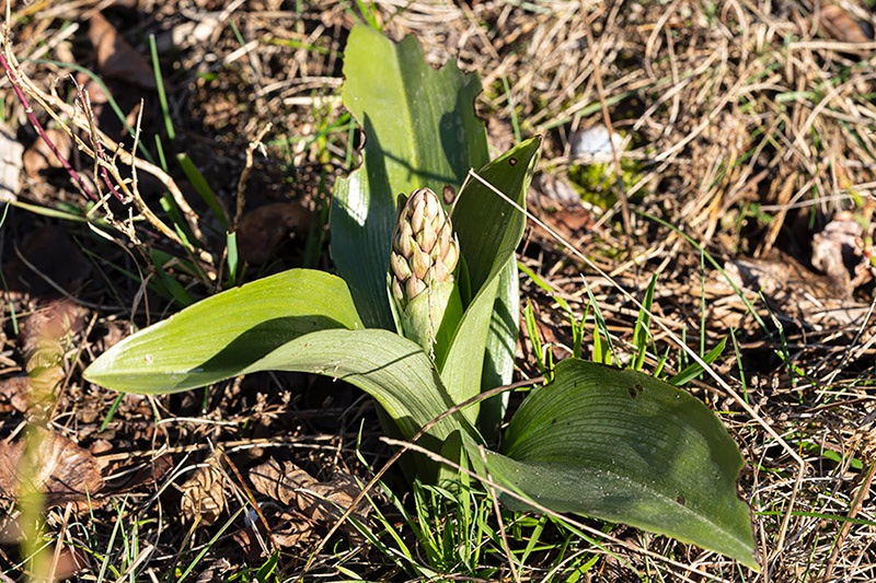 Hyacintorchis-HD-05-03-21-K2.jpg